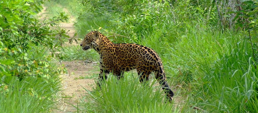 Pantanal Jaguar au détour d'un chemin