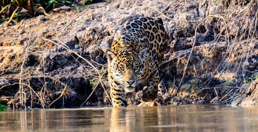 Jaguar en chasse