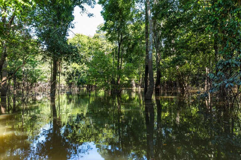 Amazonie forêt inondée