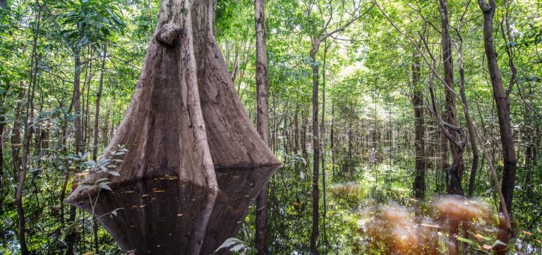 Anavilhanas lodge forêt inondée