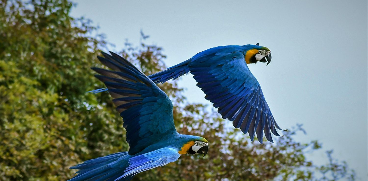 Couple d'Aras bleus volants en amazonie.