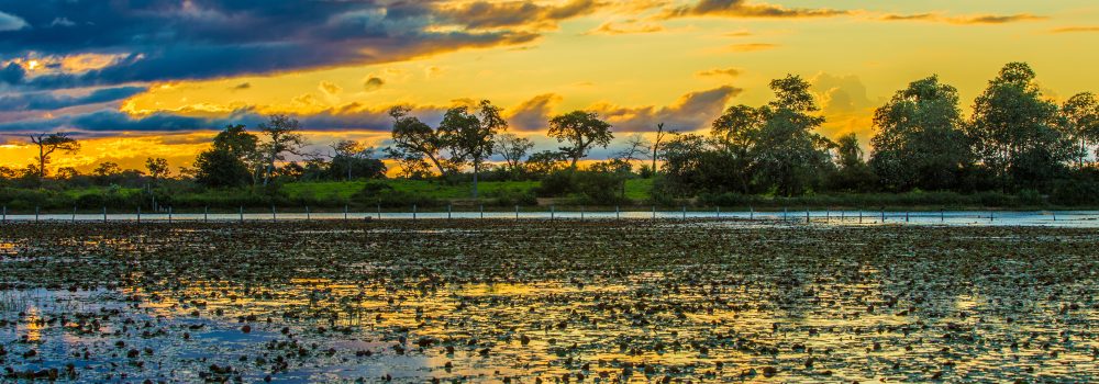 coucher de soleil sur Pantanal