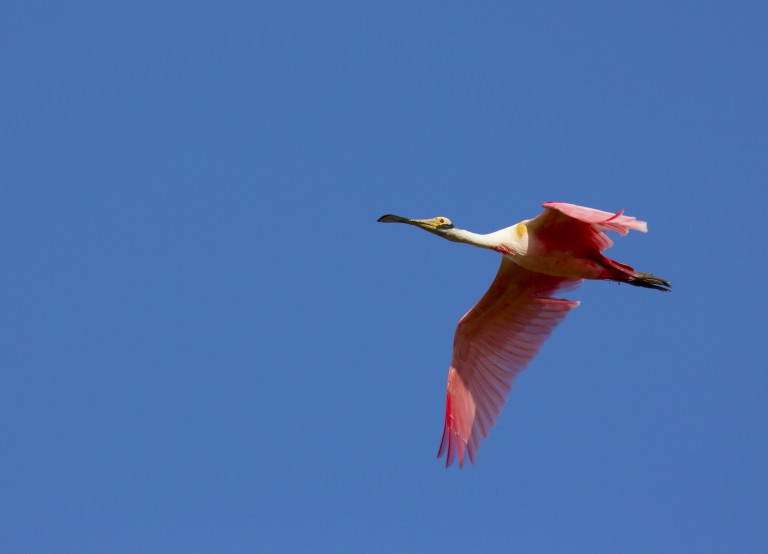 Ibis Pantanal