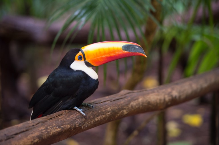 Iguaçu Tulcan parc oiseaux