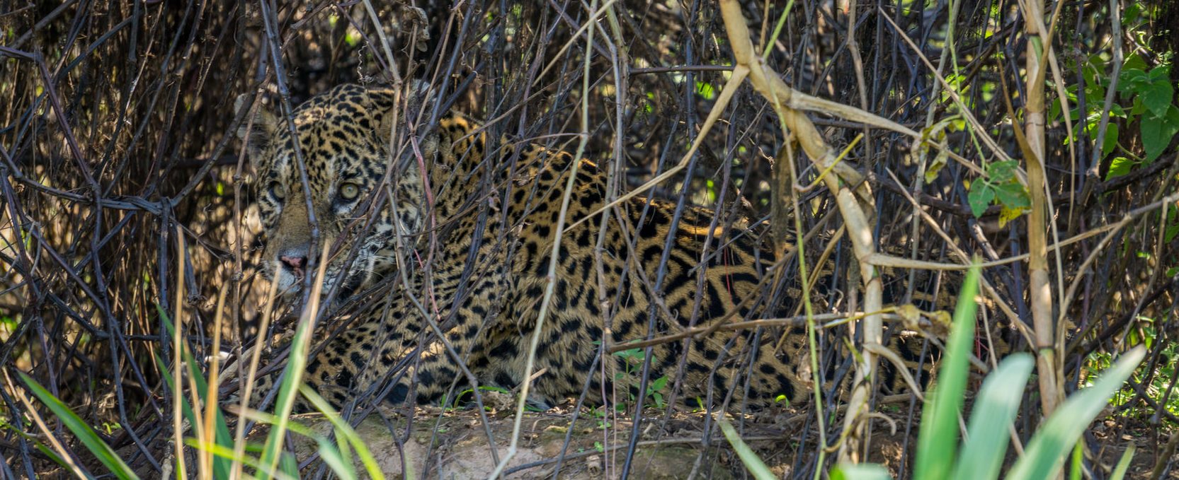 jaguar forêt Pantanal