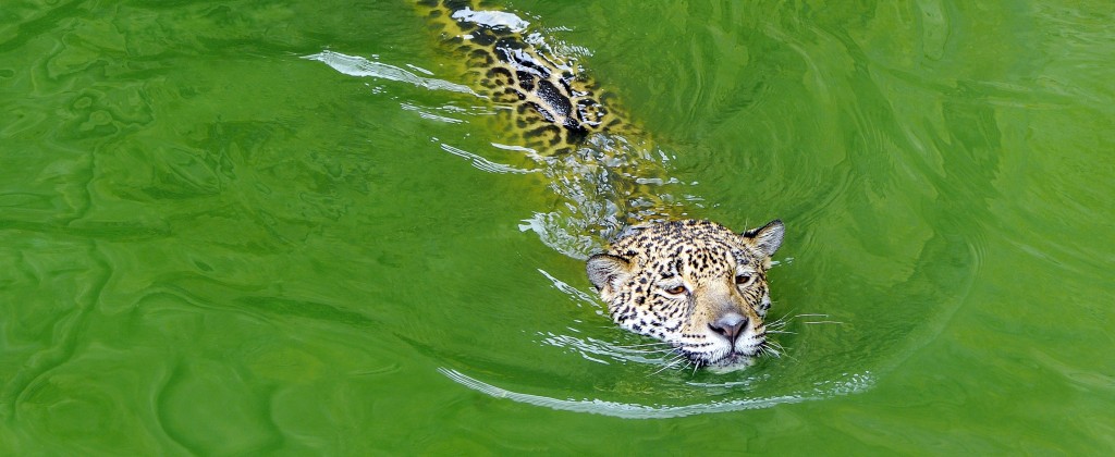 jaguar dans l'eau Pantanal