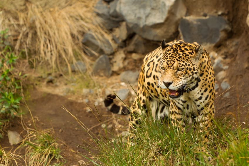Safari jaguar Pantanal