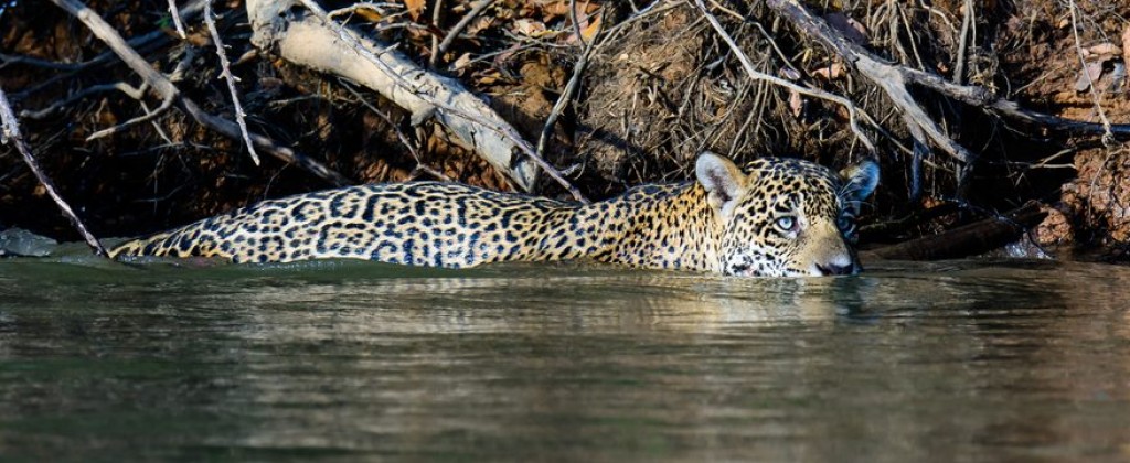 jaguar rivière Pantanal