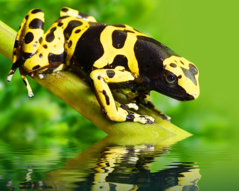 Juma Lodge grenouille Amazonie