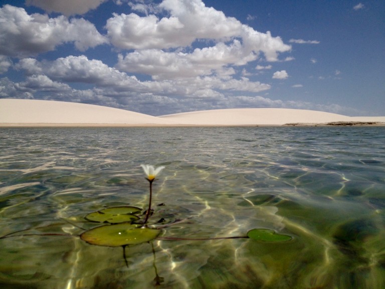Lençois Maranhenses plante dans lagune