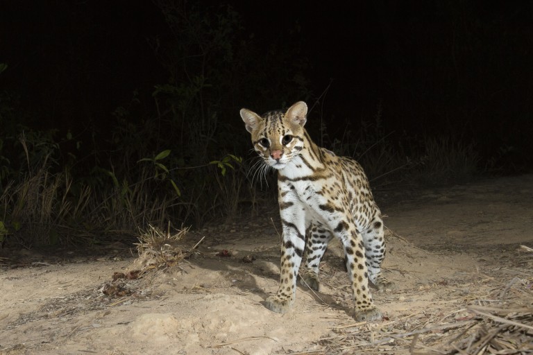 Ocelot Pantanal