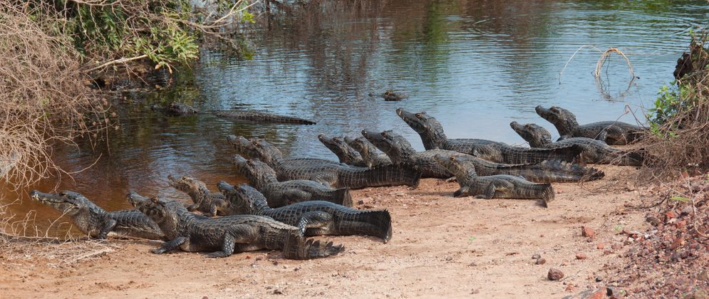 Alligator dans le Pantanal.