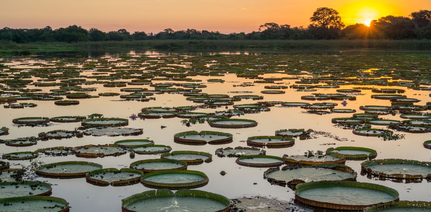 Pantanal Coucher du soleil sur lac