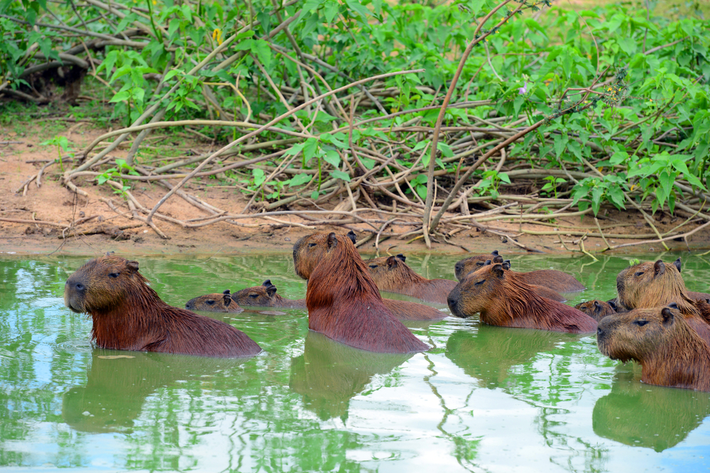 Pantanal famille de capivares