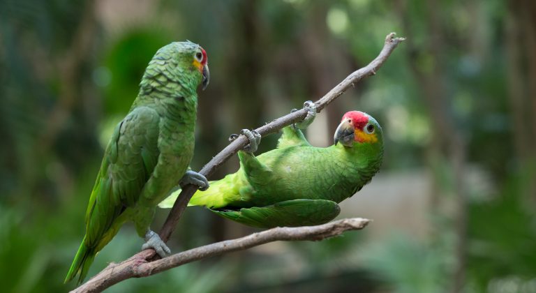 Pantanal perroquets jouant sur une branche