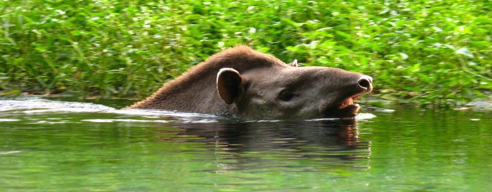 Pantanal - tapir