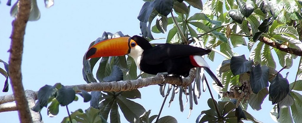 Pantanal Toucan