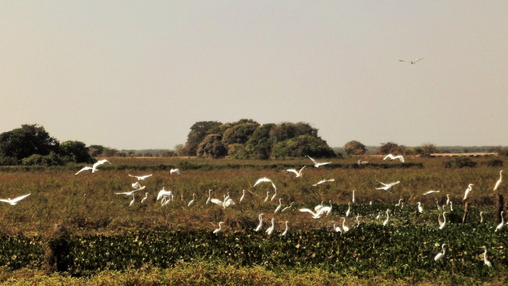 Pantanal  troupe d'échassiers