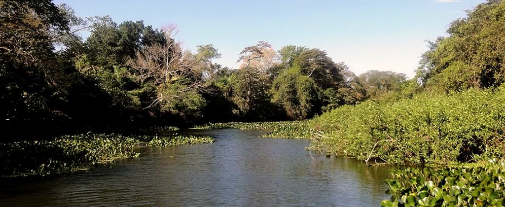 Rivière Pantanal Brésil