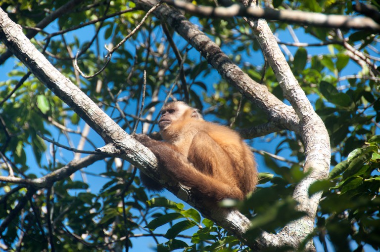 singe assis sur une branche_Pantanal