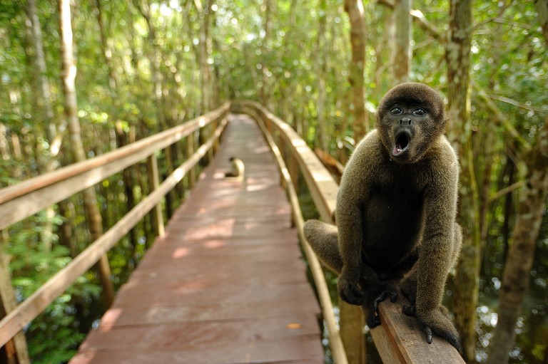 singe hurleur Rembarde Juma lodge