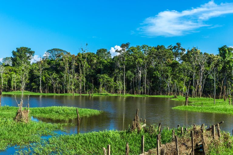 terre inondée pantanal