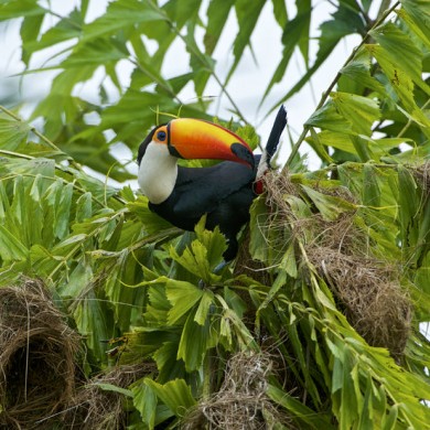 Toucan sur un arbre Amazonie