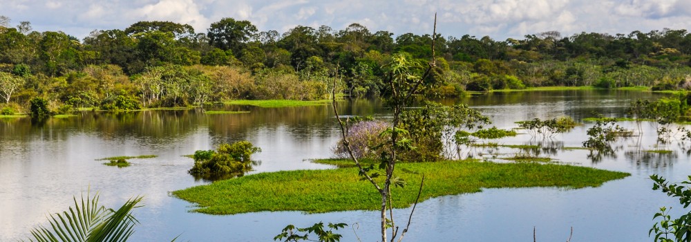 vison aquatique forêt Amazonie