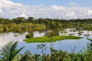 vison aquatique forêt Amazonie