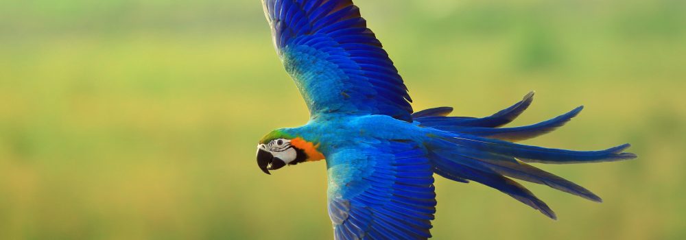 Amazonie le survol de l'Ara bleu