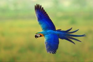 Amazonie le survol de l'Ara bleu