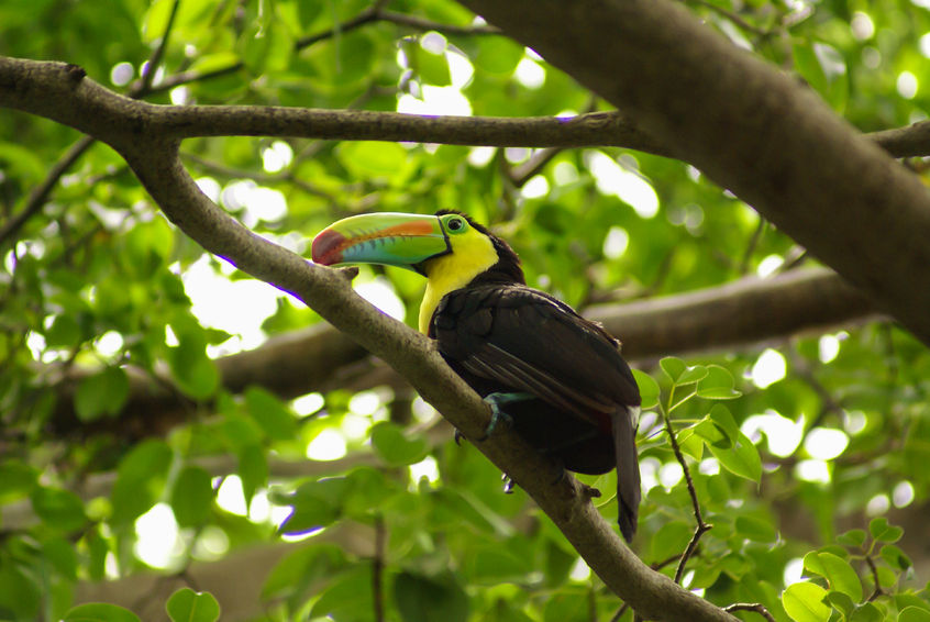 Amazonie Toucan au bec vert