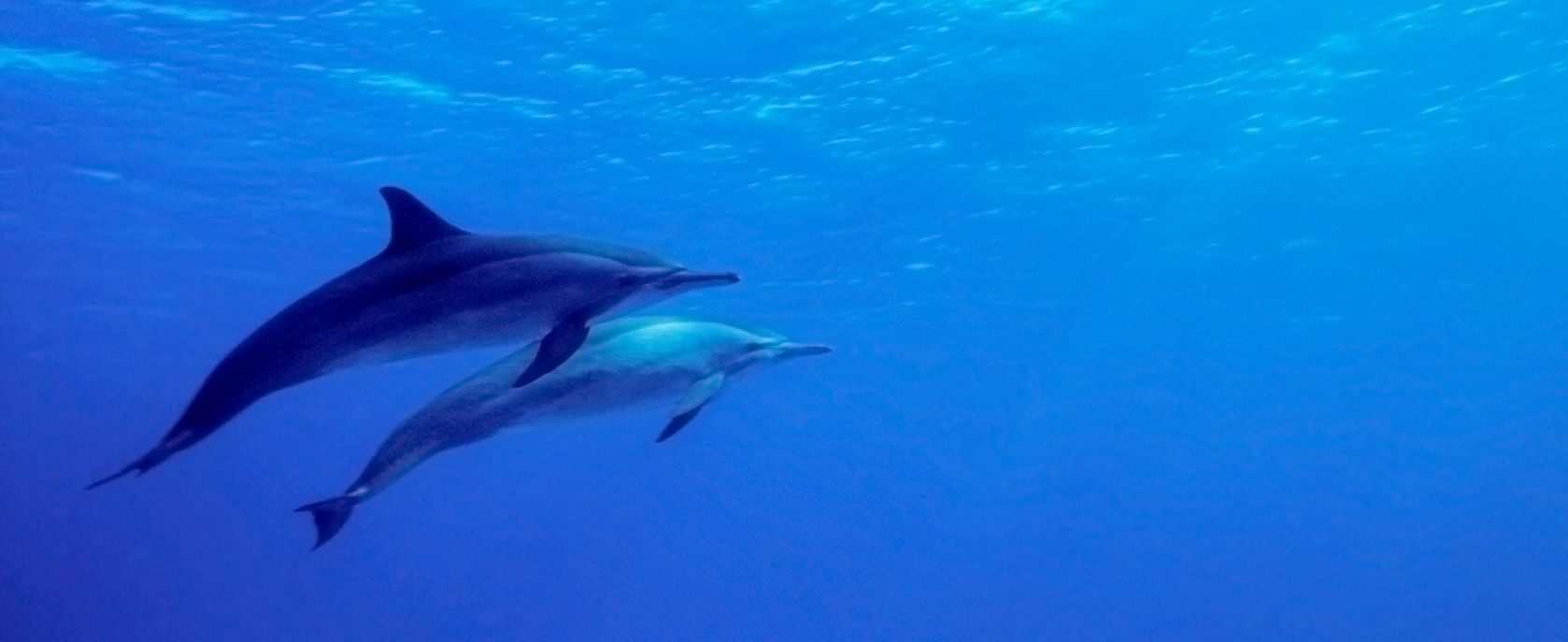 dauphins sous l'eau Fernando de Noronha
