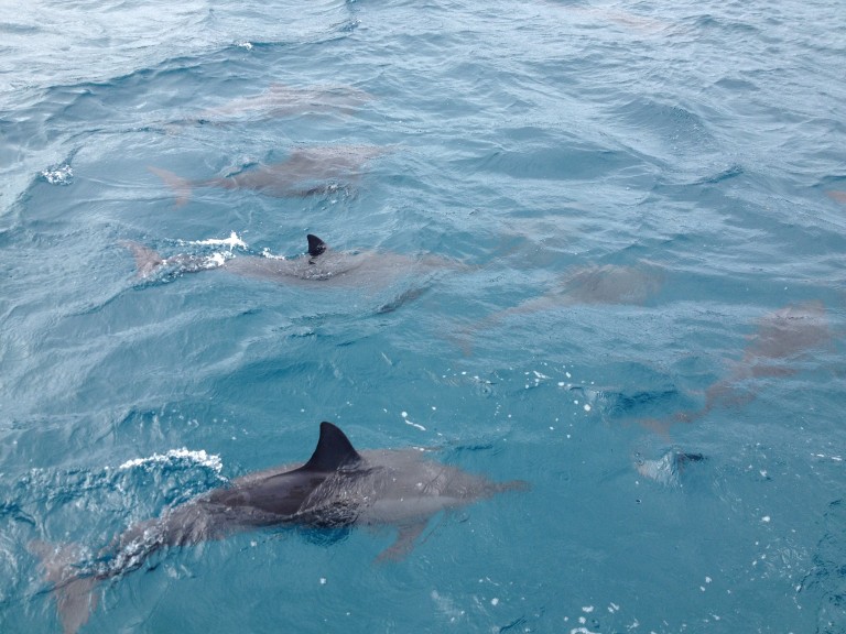 Fernando de Noronha Ban de dauphins