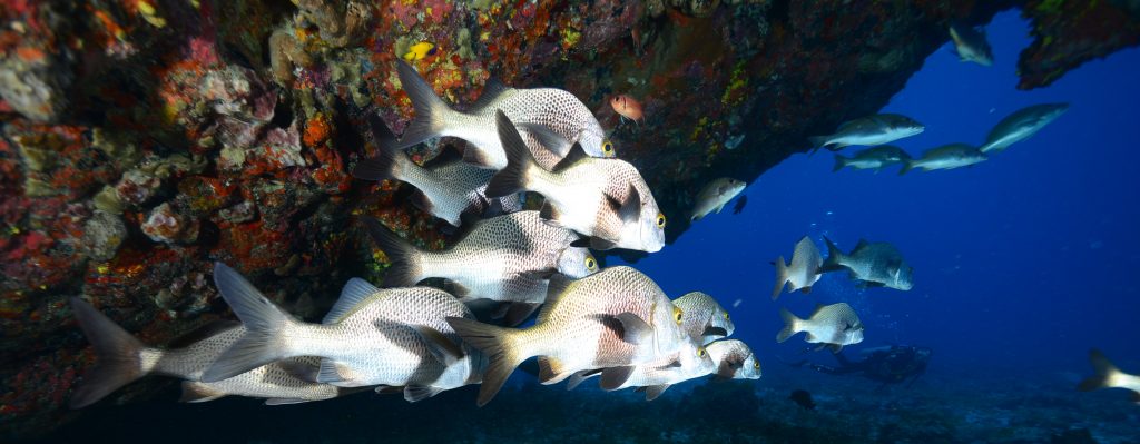Voyage à Fernando de Noronha, l'archipel paradisiaque du ...