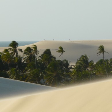 Jericoacoara dunes et cocotiers