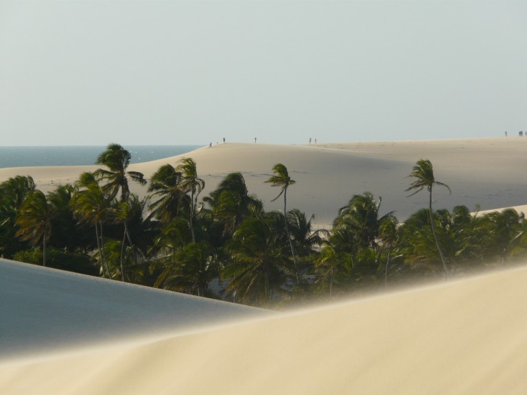 Jericoacoara dunes et cocotiers