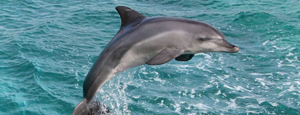 Noronha dauphins sautant au dessus de l'eau