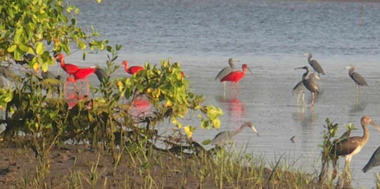 ibis rouges delta Parnaiba