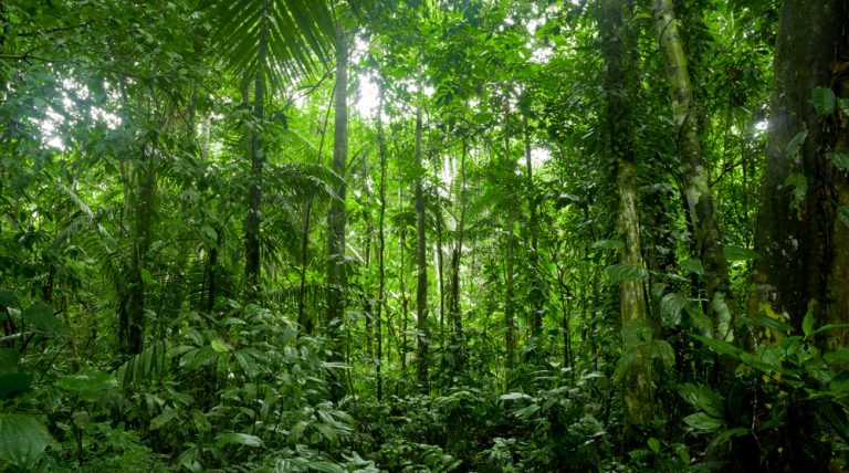 Amazonie la forêt impénétrable