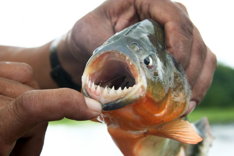 Amazonie la gueule du Piranha
