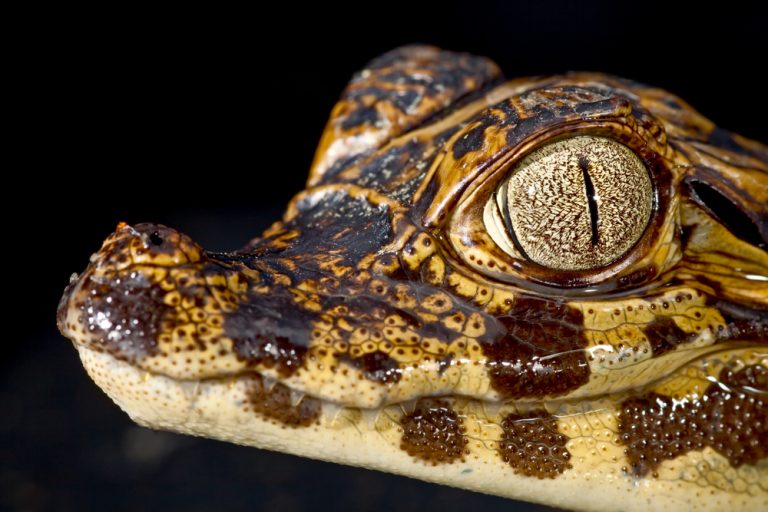 Amazonie l'oeil du Jacare