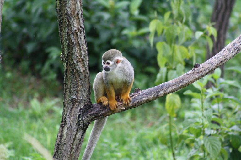 Amazonie petit singe perché sur une branche