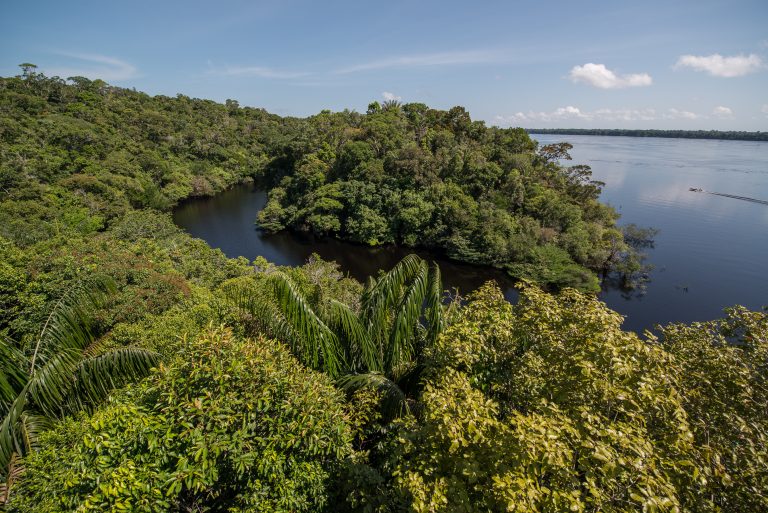 Archipel Anavilhanas végétation et eau