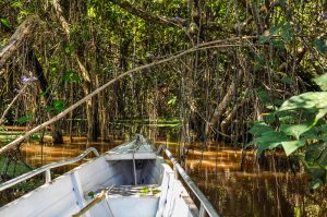 Balade en canoe à travers l'igapo Amazonie