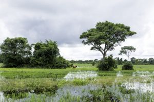 buffle dans Pantanal inondé