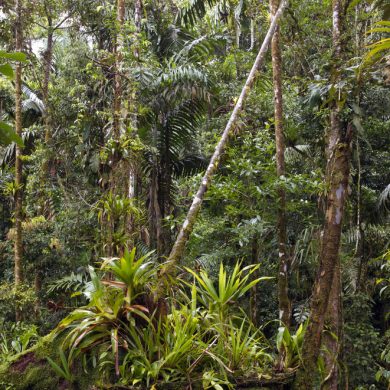 forêt tropicale Amazonie arbres et lianes