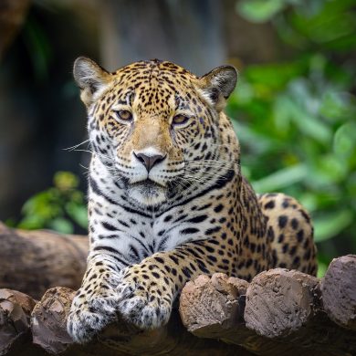 jaguar de face Pantanal