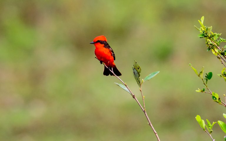 Tangara Pantanal