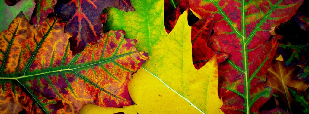 feuille d'automne